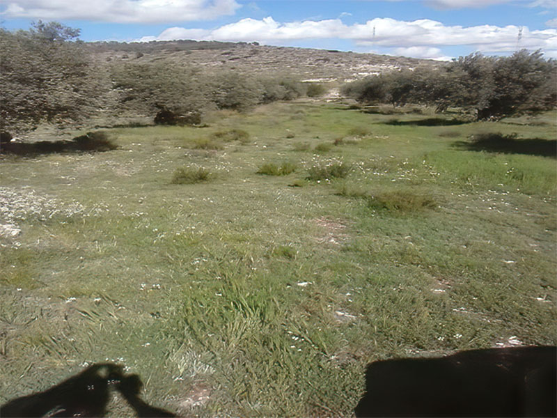 Terreno 11.000 m² en Yecla, Murcia